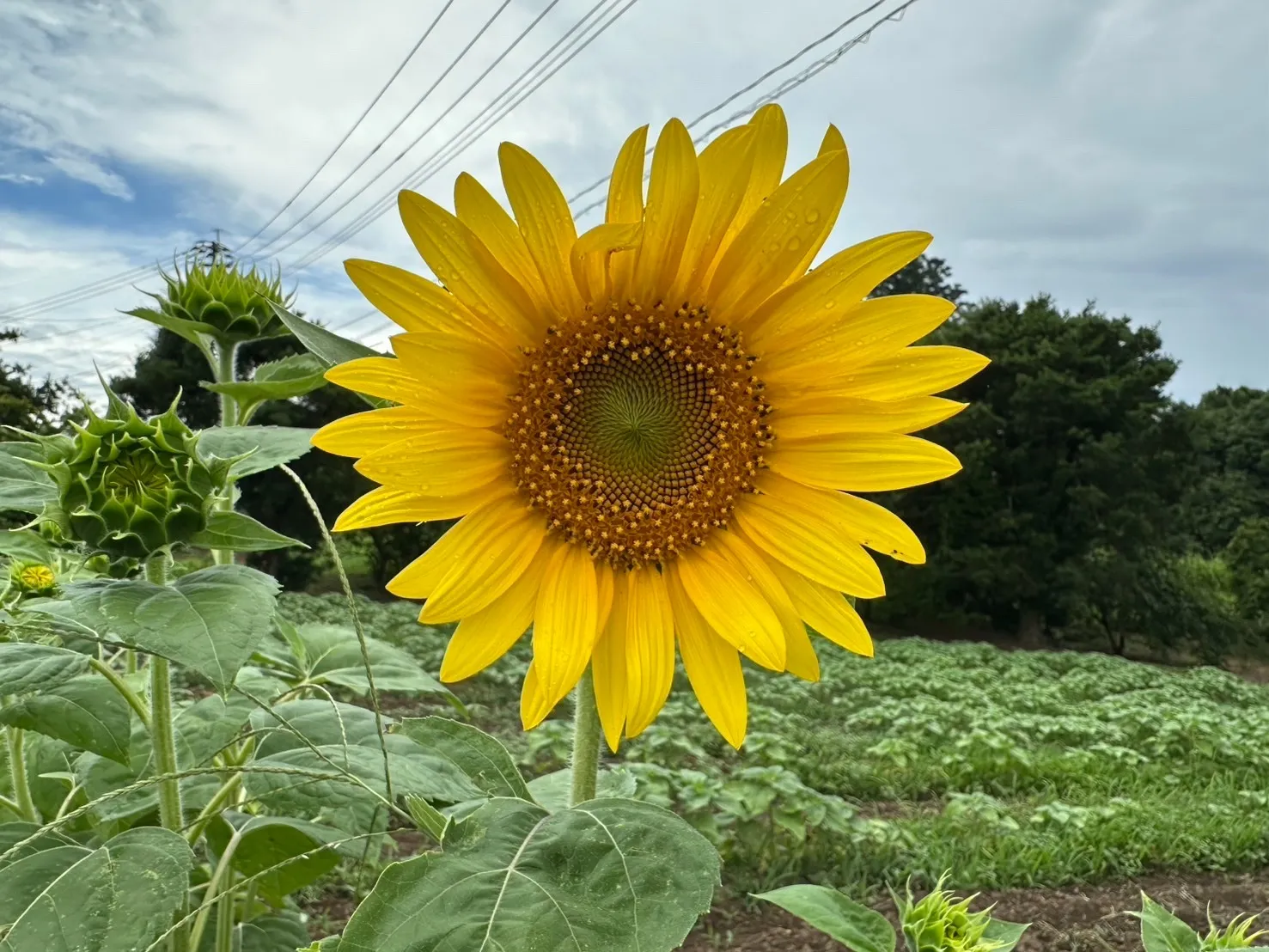 定休日🌻☀月曜日